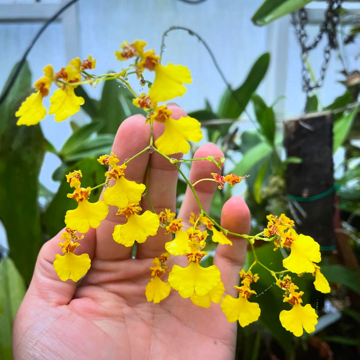 Mastering Gardening with Alan Yip 🌿 | Horticulturist & Plant Scientist