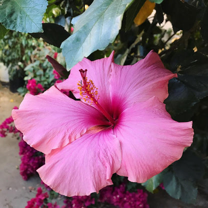 Mastering Gardening with Alan Yip 🌿 | Horticulturist & Plant Scientist